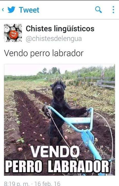 Vendo perro labrador