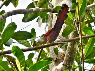 Raffles malkoha