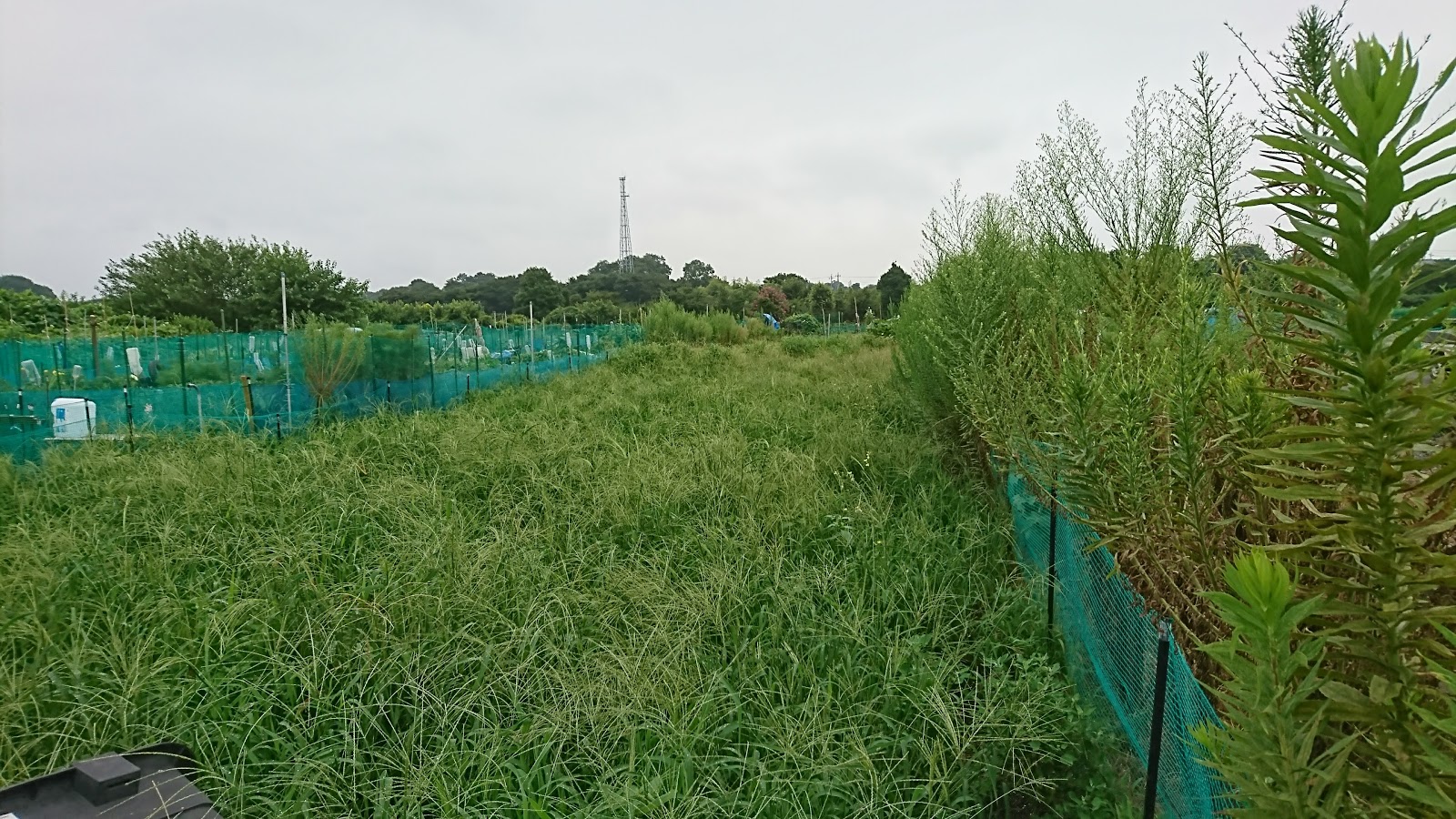 リオラス ほぼ仕事とは関係ない日記 雨にも負けず の草刈り女性 笑