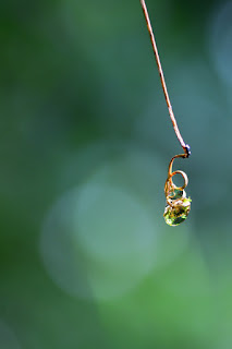 Dry tendril hanging with bokeh background