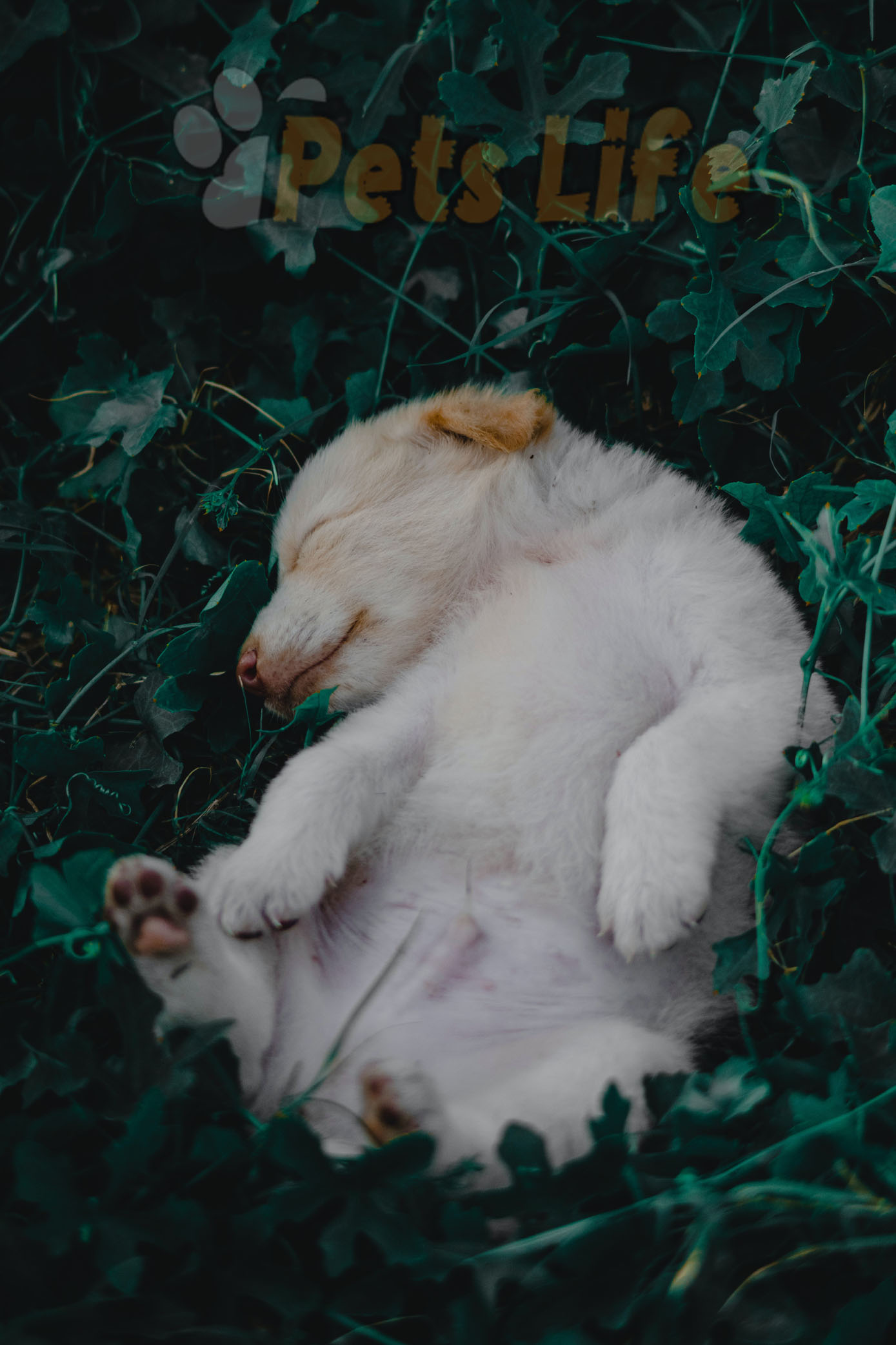 puppy-sleeping-lot