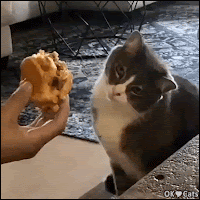 Funny Cat GIF •  Hmmm pretty juicy cheeseburger! Lemme see it closer [cat-gifs.com]
