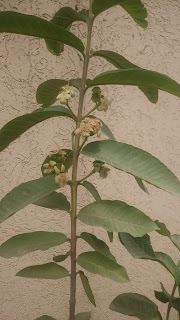 Guava plant 