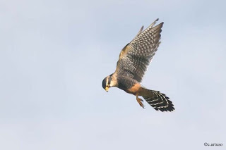 halcon aplomado Falco femoralis american birds