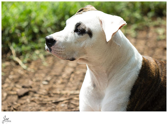 Non Profit Adoption Portrait Lynchburg Humane Society