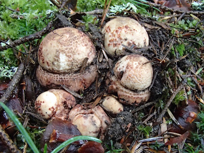 grzyby na Orawie, grzyby w lipcu, lipcowe grzybobranie, Wilgotnica czerniejąca Hygrocybe nigrescens, borowik ceglastopory Boletus luridoformis, muchomor czerwieniejący Amanita rubescens, muchomor czerwony Amanita muscaria, borowik szlachetny boletus edulis, Borowik górski Boletus subappendiculatus