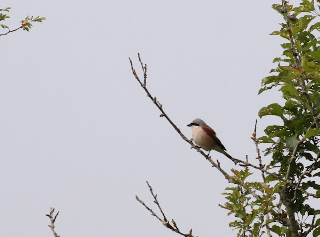 Alcaudon dorsirrojo (Lanius collurio)