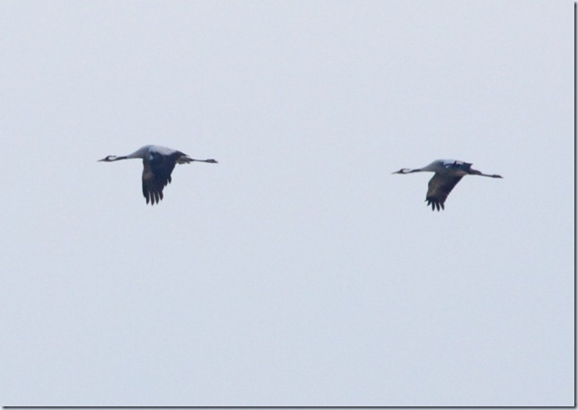 crane