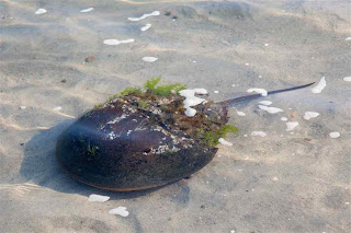 horseshoe crab