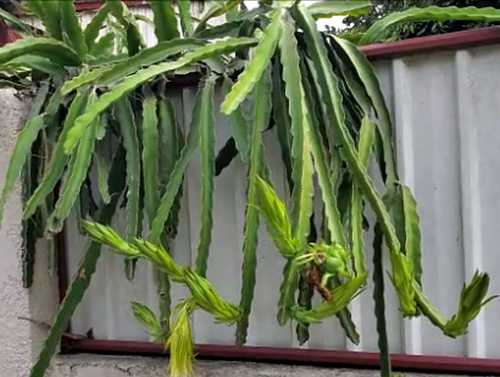 Dragon Fruit Plant, choose a healthy stem for taking cuttings for propagation.