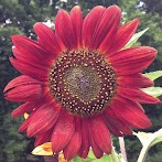 Bunga Matahari Dalam Pot : 9 Cara Merawat Bunga Matahari Agar Cepat Berbunga Ilmubudidaya Com : Bunga matahari jenis ini cocok untuk dipelihara di dalam pot.salah satu karakteristik yang dimiliki oleh bunga matahari jenis big smile adalah ukurannya yang mungil.