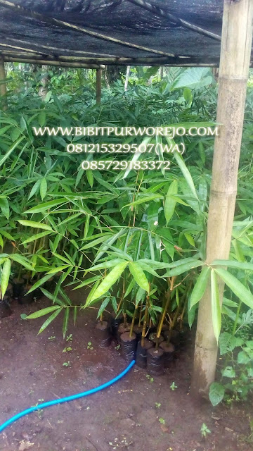 jual bibit bambu apus, bibit bambu apus purworejo, bibit bambu apus, bambu apus, jual bibit bambu apus, bambu apus, bibit bambu apus, jual bibit apus , bambu apus purworejo, jual bibit bambu purworejo, keunggulan bambu apus, budidaya bambu apus, bambu apus siap tanam, panen bambu apus, aneka bambu apus, aneka bambu apus, jual bambu apus, jual bambu apus jawa tengah, bibit bambu apus jawa tengah, bambu apus jawa tengah, jual aneka bibit bambu siap tanam, bibit bambu apus kultur jaringan, bibit bambu apus stek cabang, bibit bambu apus stek batang, jual bibit bambu apus, bibit bambu apus purworejo, bibit bambu jawa, bambu apus, bambu tali, bambu jawa, bibit purworejo, budidaya bambu apus, pring tali, jual bambu apus, jual bibit bambu apus, jual bambu jawa, jual bambu tali, anyaman bambu apus, jual aneka jenis bambu, bambu apus, jual bambu apus, bambu apus purworejo, budidaya bambu apus, hasil bambu apus, bambu apus, bambu ampel, bambu apus, jual bibit bambu, jual bibit bambu purworejo, jual bibit bambu jawa tengah, pengiriman bibit bambu, kegunaan bibit bambu, jual bibit bambu apus, bibit bambu tali, bibit bambu apus, investasi bambu, bambu siap tanam, bibit bambu apus siap tanam, aneka bibit bambu purworejo, bambu kuning, bambu panda, bambu jepang, jual bibit bambu, bambu panda, bambu kultur jaringan, bibit bambu apus kultur jaringan, bambu apus kultur jaringan, jual bibit bambu kultur jaringa, jual bibit bambu apus kultur, aneka bibit bambu stek cabang, cara stek bambu, cara stek bambu apus, cara stek bibit bambu apus, bibit bambu apus, bambu apus, bambu hias, bambu katak, aneka bibit bambu, jual bibit bambu tali, bibit bambu tali purworejo, bibit bambu tali, bambu tali, jual bibit bambu tali, bambu tali, bibit bambu tali, jual bibit tali , bambu tali purworejo, jual bibit bambu purworejo, keunggulan bambu tali, budidaya bambu tali, bambu tali siap tanam, panen bambu tali, aneka bambu tali, aneka bambu tali, jual bambu tali, jual bambu tali jawa tengah, bibit bambu tali jawa tengah, bambu tali jawa tengah, jual aneka bibit bambu siap tanam, bibit bambu tali kultur jaringan, bibit bambu tali stek cabang, bibit bambu tali stek batang, jual bibit bambu tali, bibit bambu tali purworejo, bibit bambu jawa, bambu tali, bambu tali, bambu jawa, bibit purworejo, budidaya bambu tali, pring tali, jual bambu tali, jual bibit bambu tali, jual bambu jawa, jual bambu tali, anyaman bambu tali, jual aneka jenis bambu, bambu tali, jual bambu tali, bambu tali purworejo, budidaya bambu tali, hasil bambu tali, bambu tali, bambu ampel, bambu tali, jual bibit bambu, jual bibit bambu purworejo, jual bibit bambu jawa tengah, pengiriman bibit bambu, kegunaan bibit bambu, jual bibit bambu tali, bibit bambu tali, bibit bambu tali, investasi bambu, bambu siap tanam, bibit bambu tali siap tanam, aneka bibit bambu purworejo, bambu kuning, bambu panda, bambu jepang, jual bibit bambu, bambu panda, bambu kultur jaringan, bibit bambu tali kultur jaringan, bambu tali kultur jaringan, jual bibit bambu kultur jaringa, jual bibit bambu tali kultur, aneka bibit bambu stek cabang, cara stek bambu, cara stek bambu tali, cara stek bibit bambu tali, bibit bambu tali, bambu tali, bambu hias, bambu katak, aneka bibit bambu.