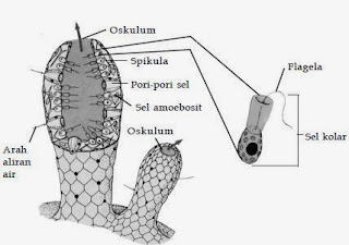 Aliran udara Porifera terjadi dari luar tubuh dan keluar melewati oskulum.