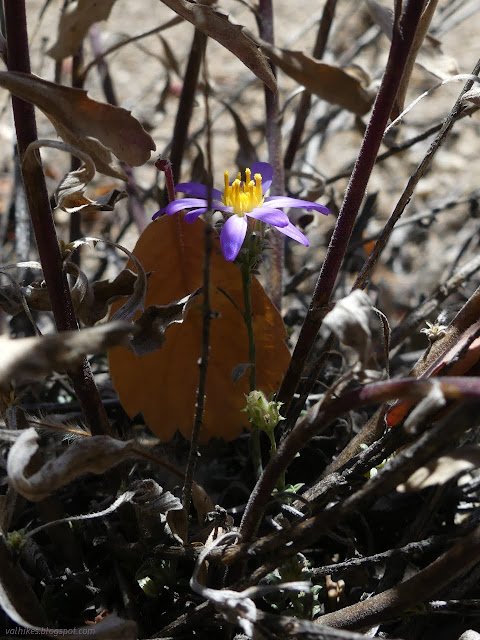 27: small purple flower