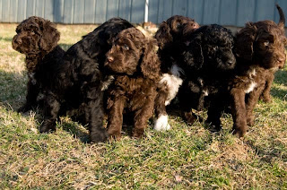 Barbet Puppies Picture