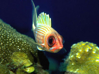 Selecting Marine Or Saltwater Fish Update News