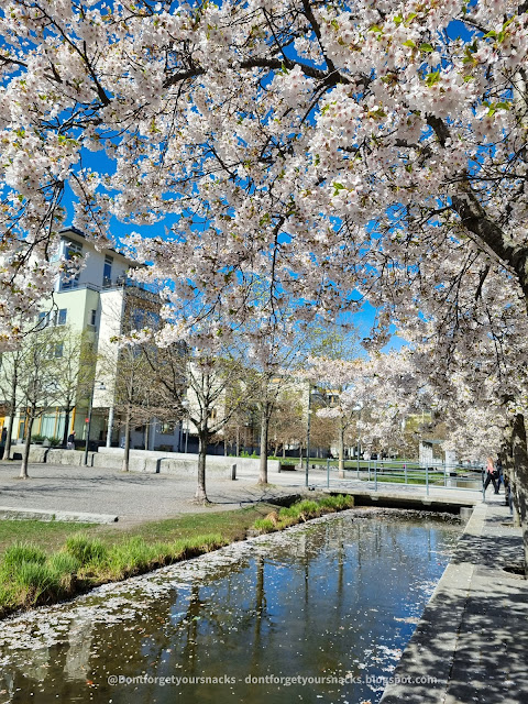 Cherry Blossoms Stockholm