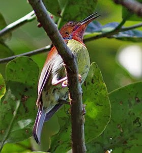 Jenis-Jenis Burung Kolibri