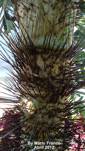 cariota-espinhenta, Ruffle Palm