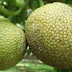 Nutrient Content of Fruits Breadfruit