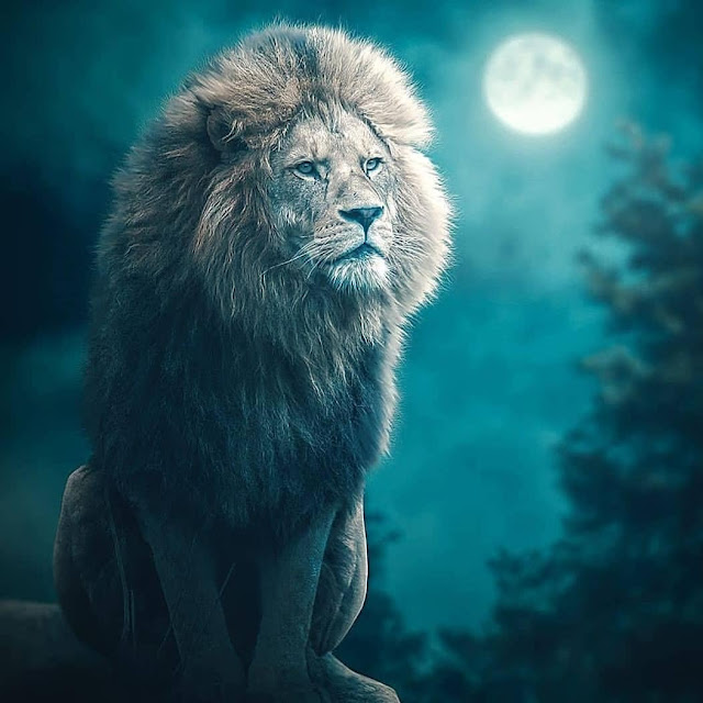 the_lion_king_hd_wallpaper