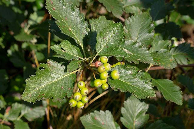 Хедлундия австрийская (Hedlundia austriaca)