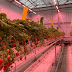 Continual strawberry yields defy winter dormancy in ground-breaking trial by Grodan and Fluence at Wageningen University & Research