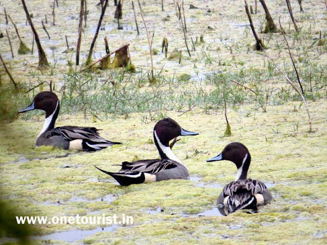 keoladeo  national park bharatpur birds image 