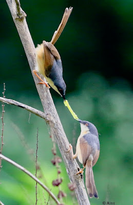 "Ashy Prinia, In this snap the prinia is feeding its chick."