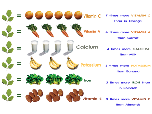  العلاج بالمورينجا  فوائد شجرة المورينجا moringa oleifera Paregrina  moringa tree