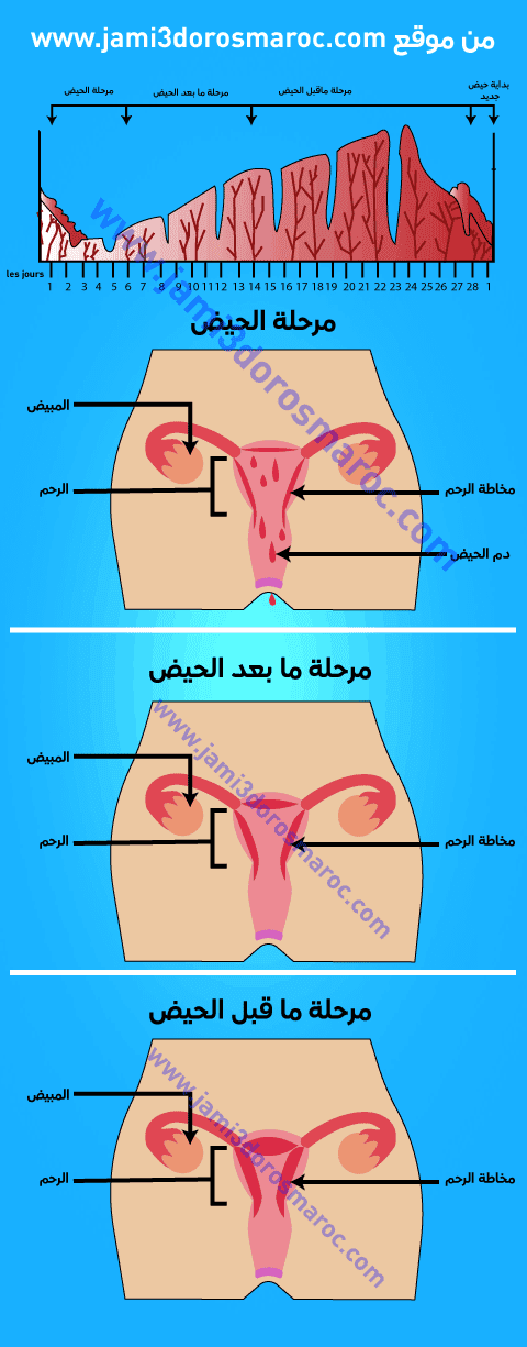 دورة الرحم