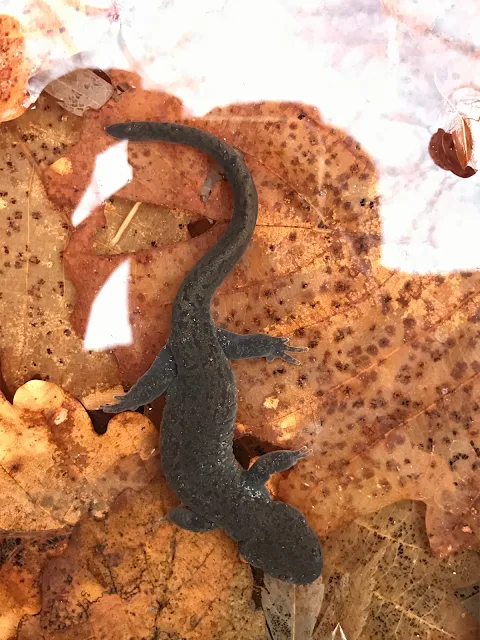 Korean-salamander