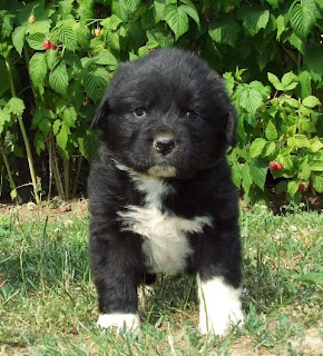 Newfoundland Puppy Picture