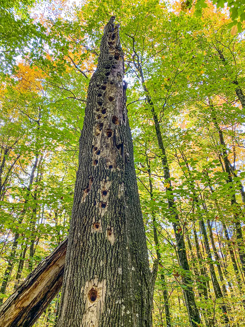 Woodpecker High Rise