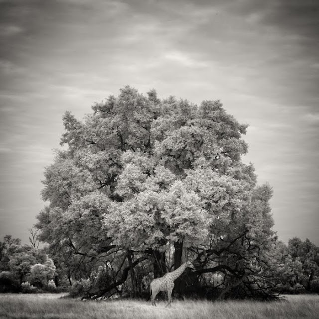 2011 International Photography Award Winners