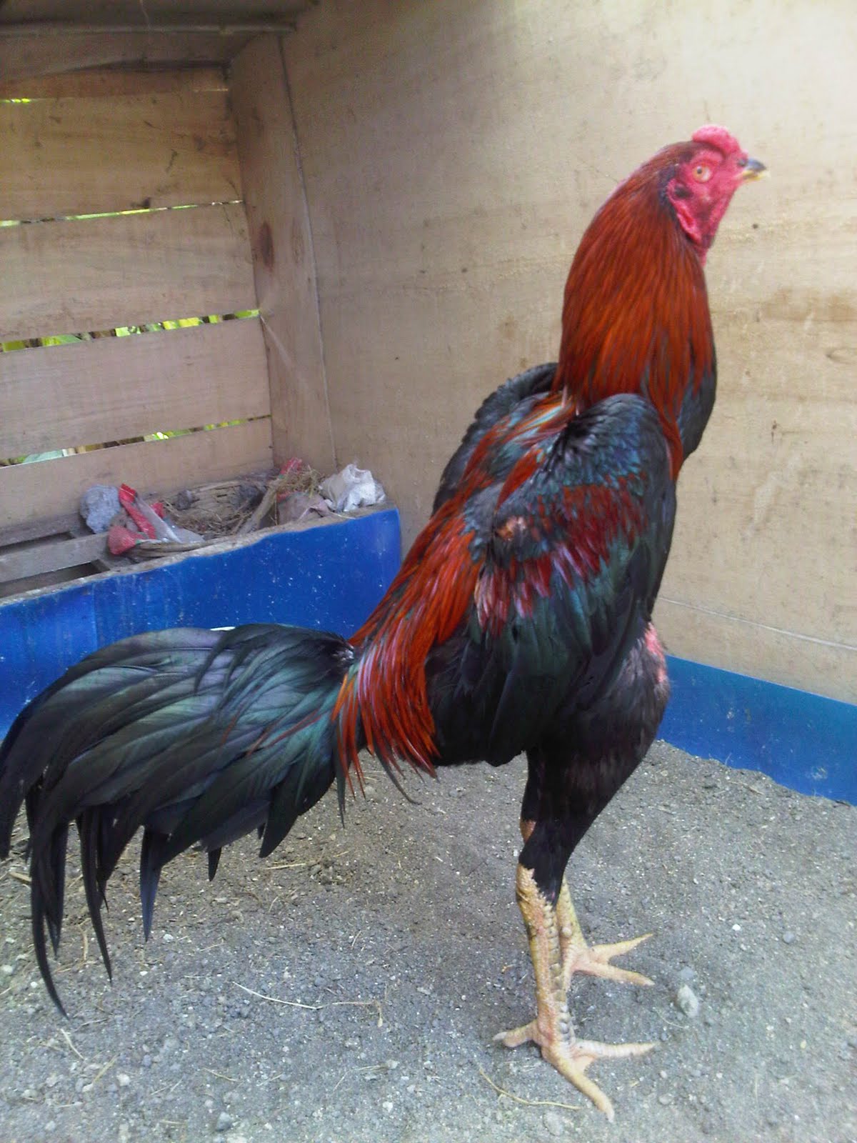  Gambar  Ayam  Import Bangkok Gambarrrrrrr