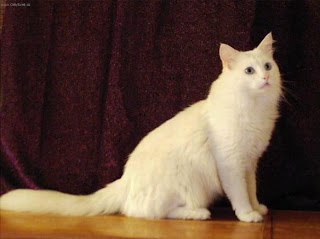 Turkish Angora Cat Pictures