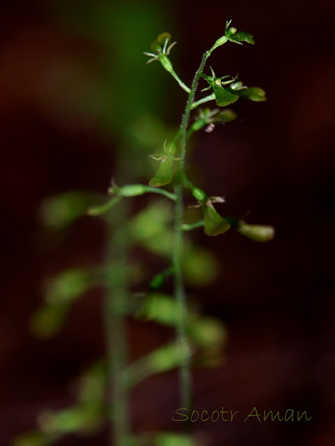 Neottia makinoana