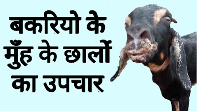 https://www.goatfarming.ooo/2019/08/Sore-Mouth-in-Goat-Bakariyo-ke-Muh-ke-Chale.post.html