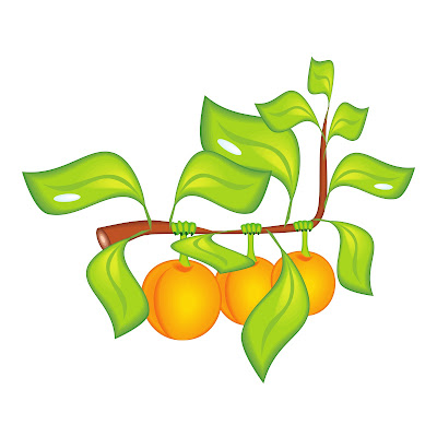 70+ Cartoon images of Apricot fruit