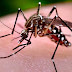 120 mil agentes dos correios irão reforçar esforço de combate ao Aedes aegypti, afirma Ministro-Chefe da Casa Civil.