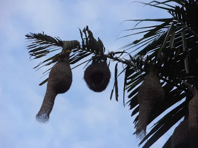 Baya weaver bird