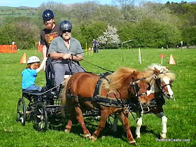 Pony and carriage driving with Shetlands in the Lake District