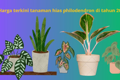 Harga terkini tanaman hias philodendron di tahun 2023.
