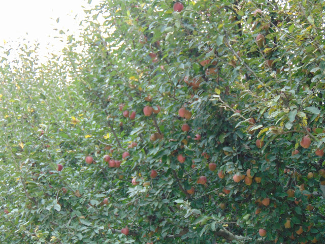 apple orchard