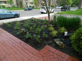 Midtown Toronto new full sun perennial garden after by Paul Jung Gardening Services