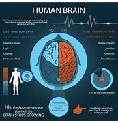 You must read this; 12 Amazing Facts about the Human Brain