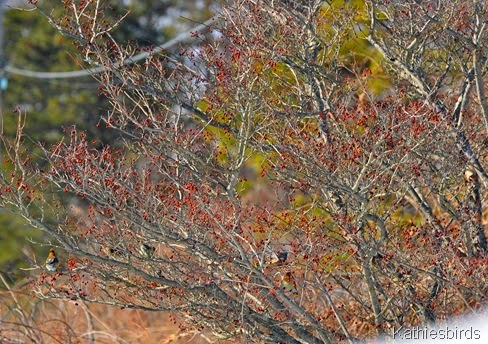 5. waxwings in fruit tree-kab