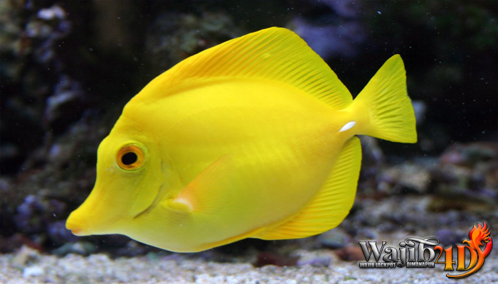 Mengenal Budidaya Ikan Yellow Tang