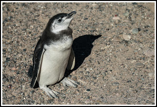 pinguinos,punta tombo